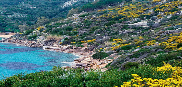 slide-immersioni-isola-giglio-3-600x288